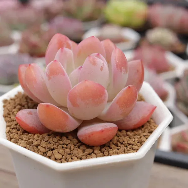 多肉植物 スターの基本的な育て方：水やりと置き場所のコツ
