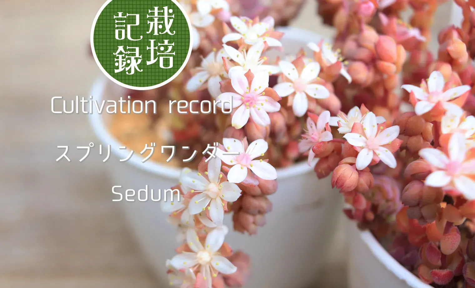 多肉植物 スプリングワンダーってどんな多肉？魅力と特徴