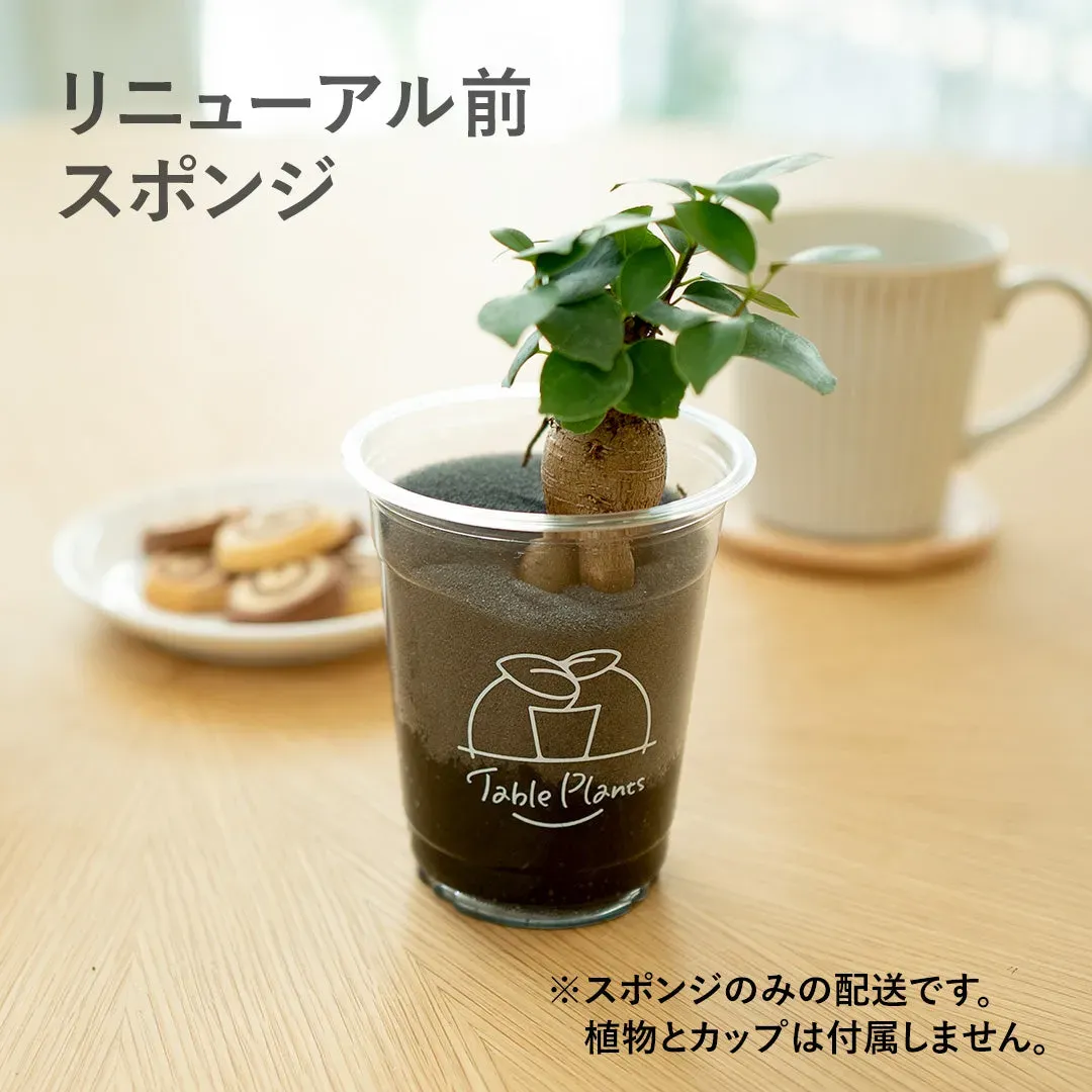 多肉植物 スポンジ栽培でよくある失敗と対策