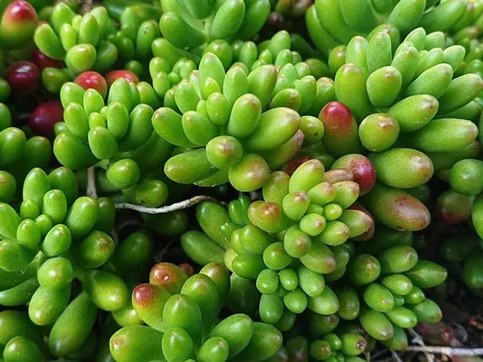 多肉植物 セダム 種類とは？その魅力に迫る