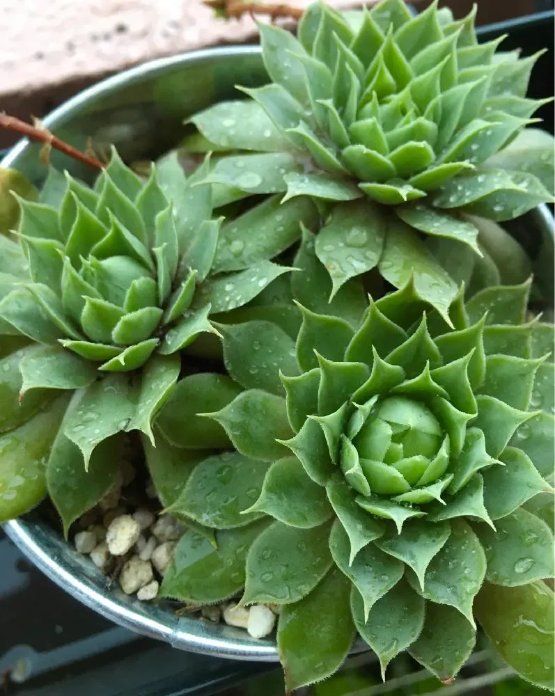 多肉植物 センペルビウムの基本：知っておきたい特徴と魅力