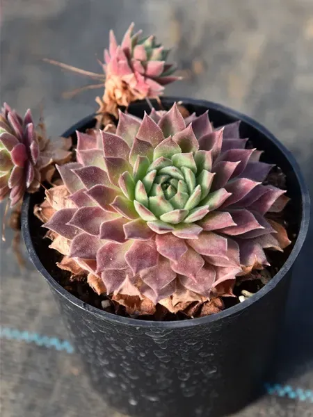 多肉植物 センペルビウムの種類図鑑：個性豊かな品種と選び方