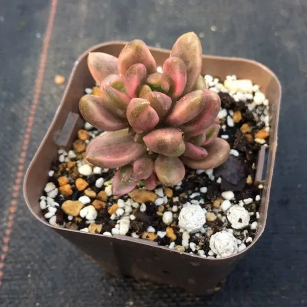 多肉植物 チョコレート、その魅力って何？
