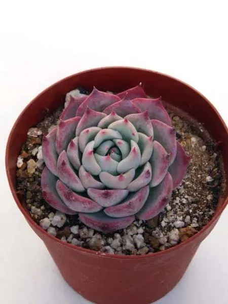多肉植物 チワワエンシスを絶対成功させる育て方！初心者さんが日本の環境で可愛く育てるための完全ガイド