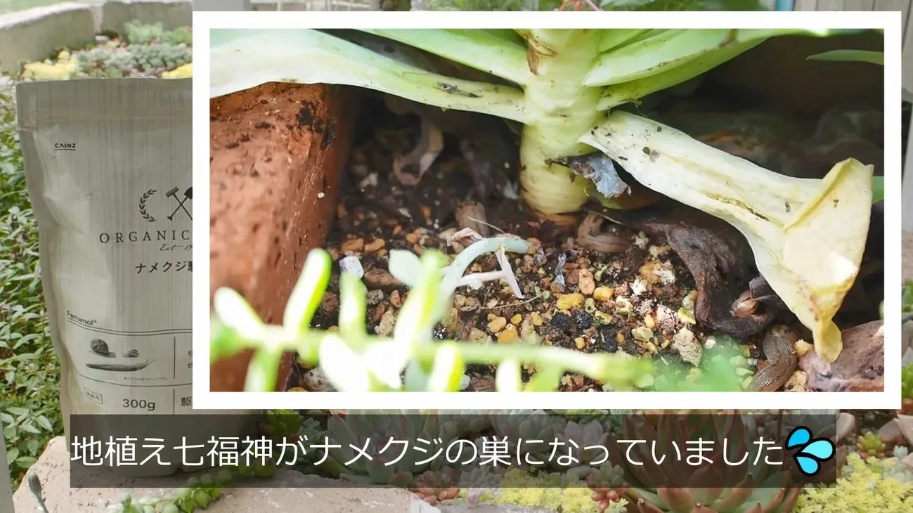 多肉植物 ナメクジ対策：予防がカギ！寄せ付けない環境作り