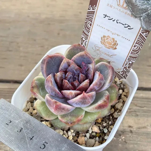 多肉植物 ナンバーワン人気品種はこれだ！