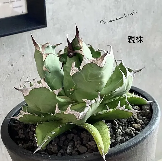 【決定版】多肉植物 ナンバーワン人気品種リストと失敗しない育て方の秘密