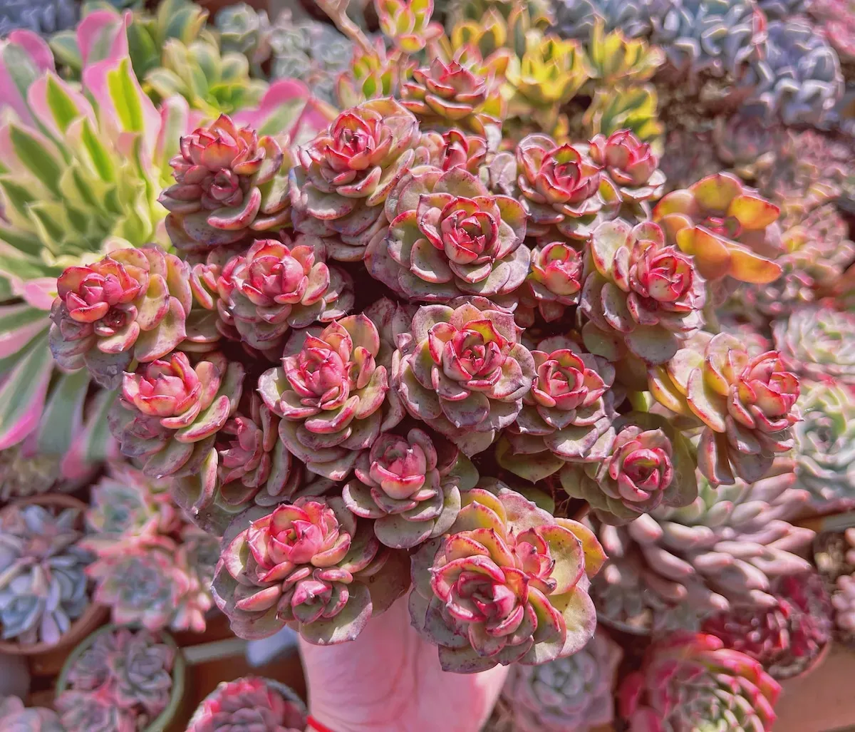 多肉植物 ヌダってどんな植物？魅力と特徴