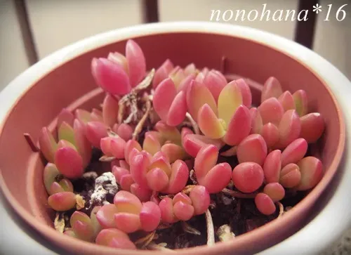 多肉植物 ヌビゲナムによくあるトラブルとその対処法