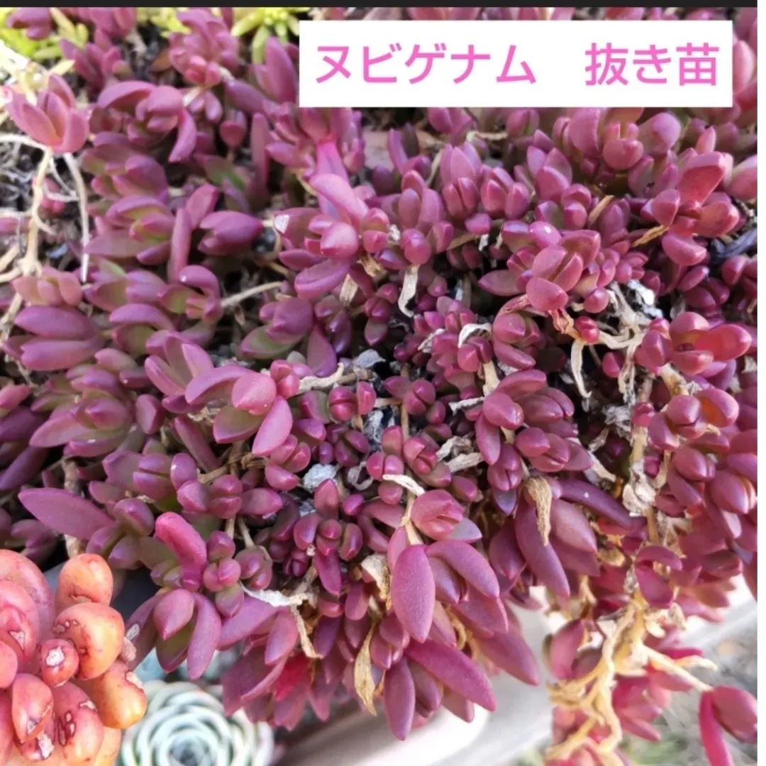 多肉植物 ヌビゲナムの育て方：基本の日当たりと水やり