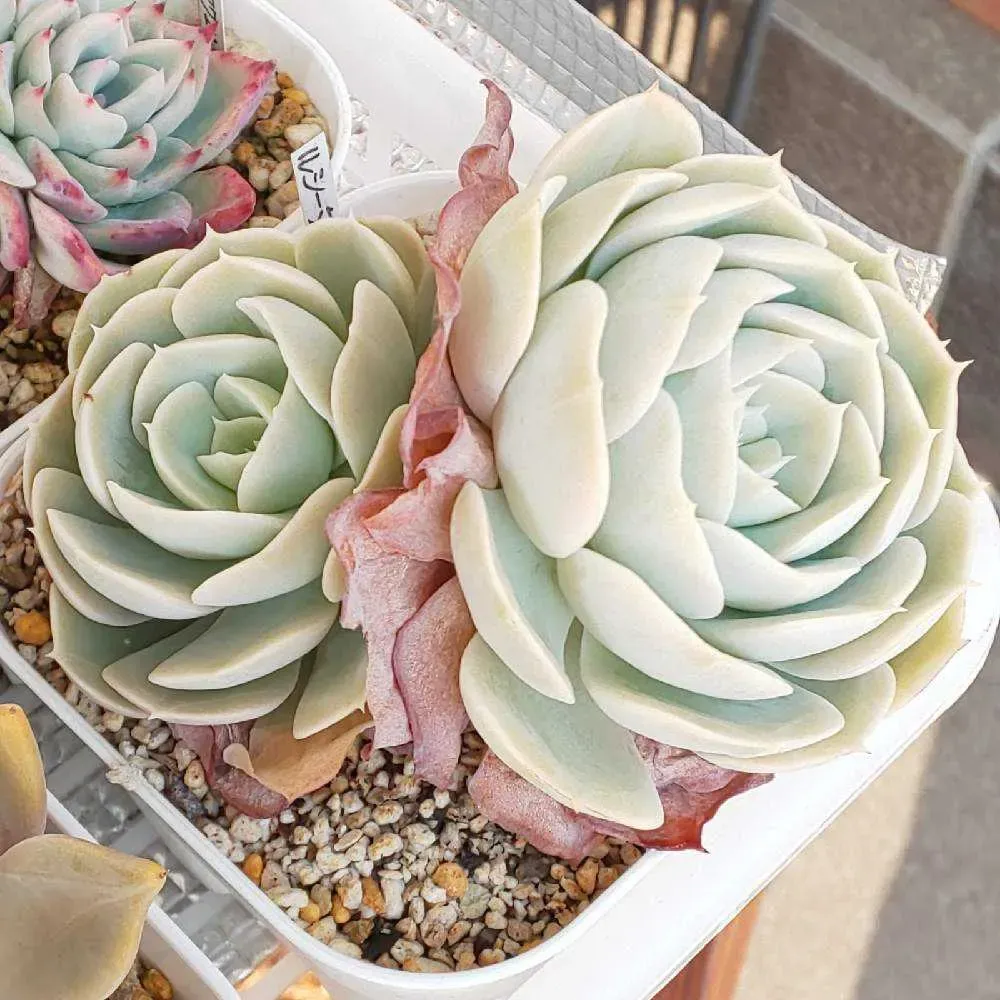多肉植物 ルシタの基本を知ろう