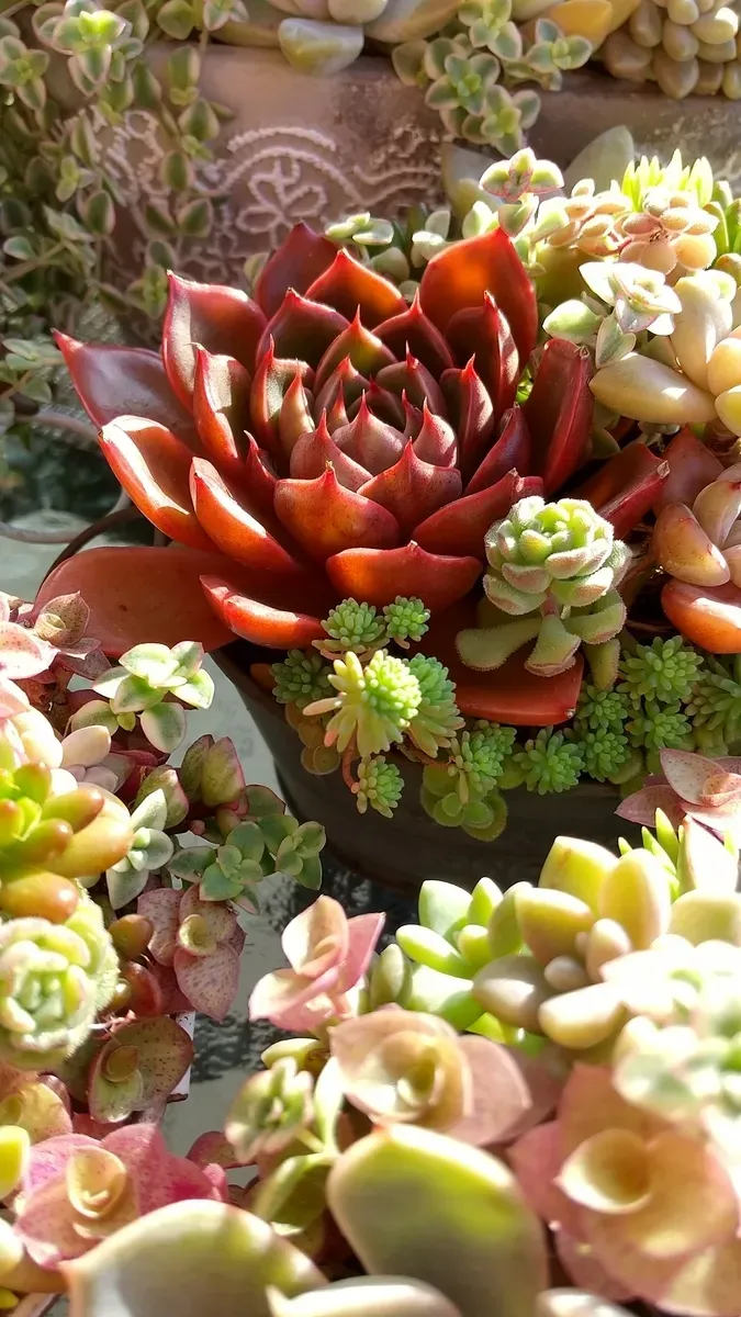 多肉植物 ルドルフの育て方：水やり、光、土の基本