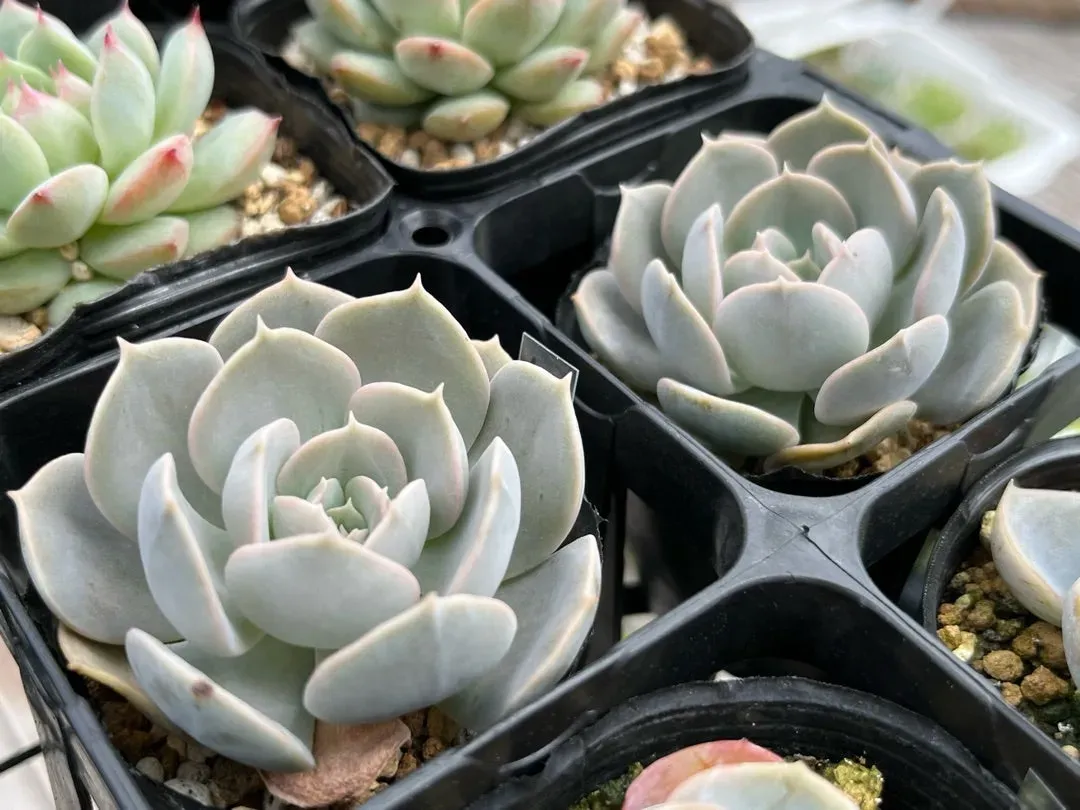 多肉植物 ルンヨニーの年間ケアと注意点