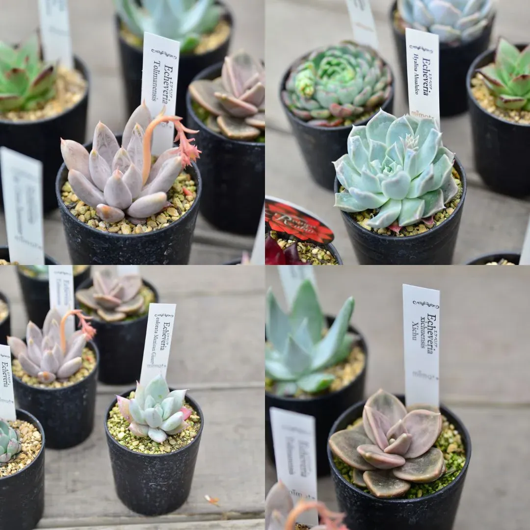 多肉植物 レアを枯らさない！育て方のコツ