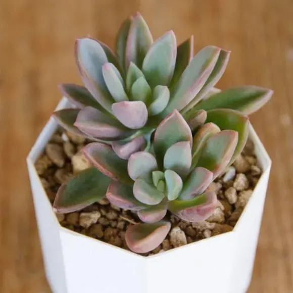 多肉植物 レズリー ってどんな植物？魅力と基本情報