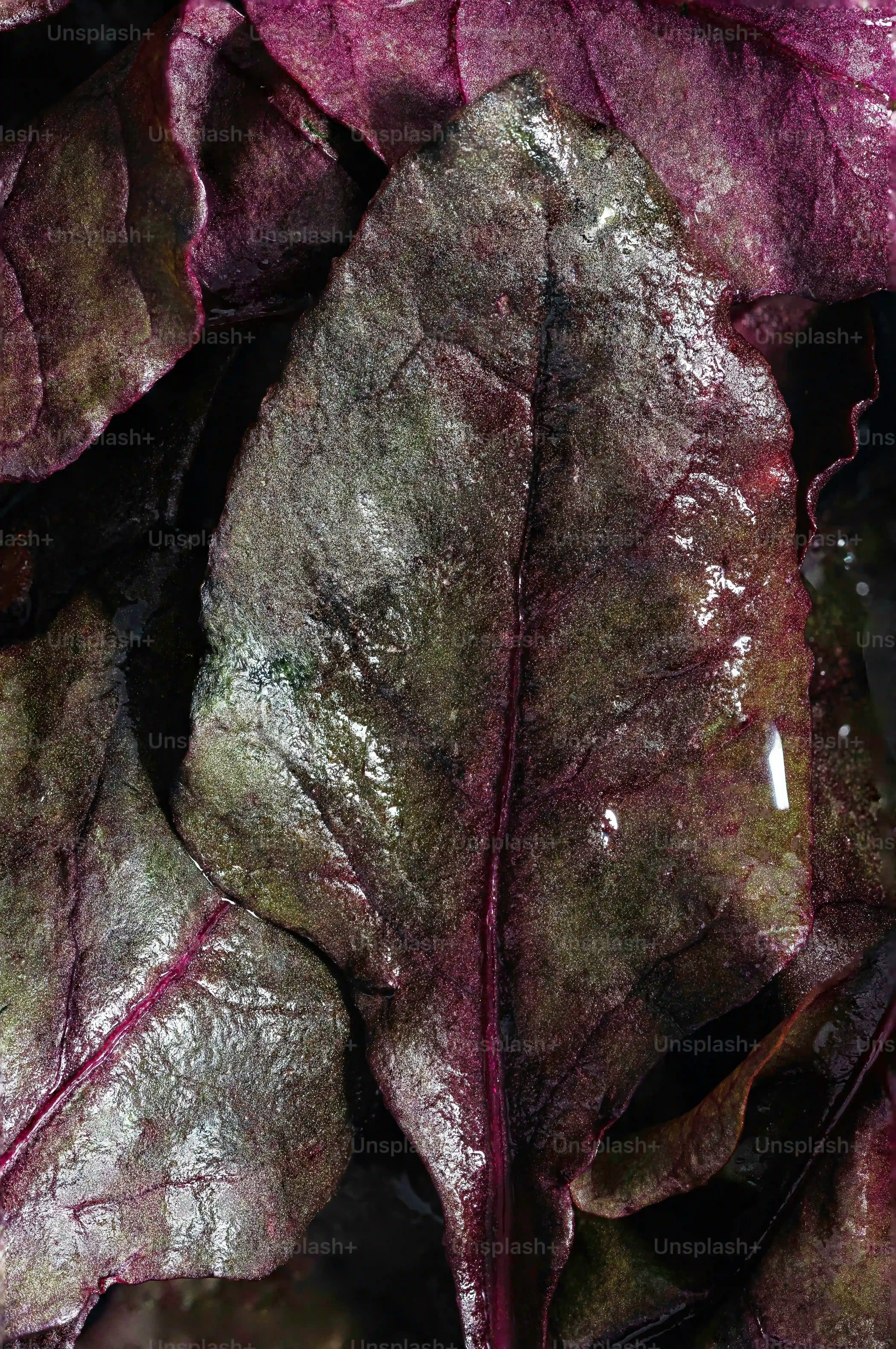 多肉植物 レッドベリーってどんな子？特徴を知ろう