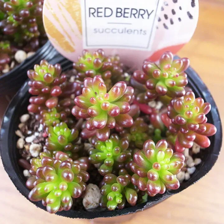 多肉植物 レッドベリーをもっと増やしたい！葉挿しと挿し木の方法
