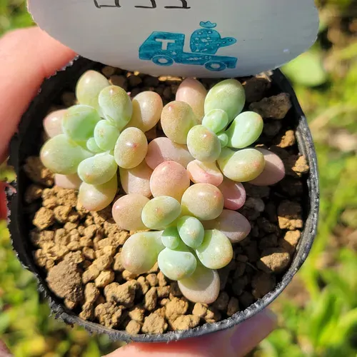 多肉植物 ロココを元気いっぱいに育てる基本ケア