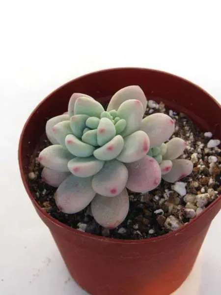 多肉植物 ロッティってどんな植物？特徴と魅力