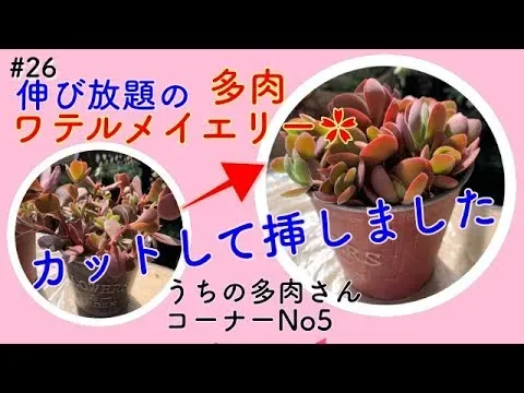 多肉植物 ワテルメイエリーのSOS！徒長や根腐れを防ぐには？