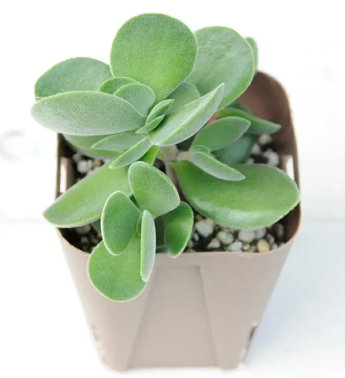 多肉植物 ワテルメイエリーをさらに楽しむQ&Aと冬越しのコツ