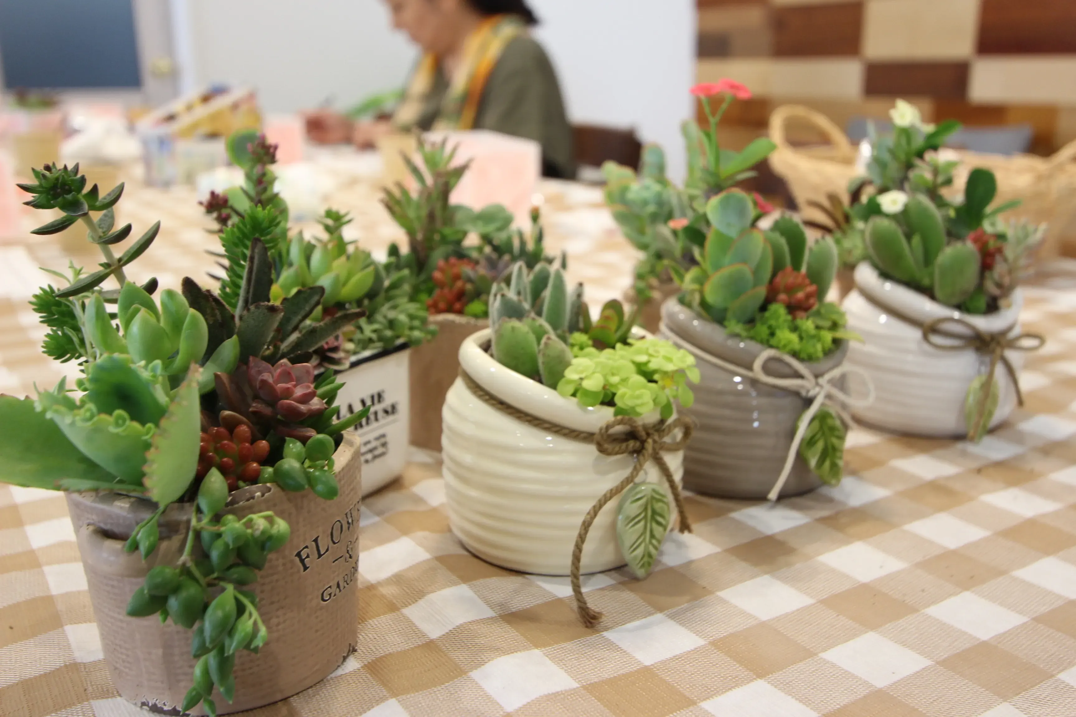 多肉植物 ワークショップってどんなことするの？
