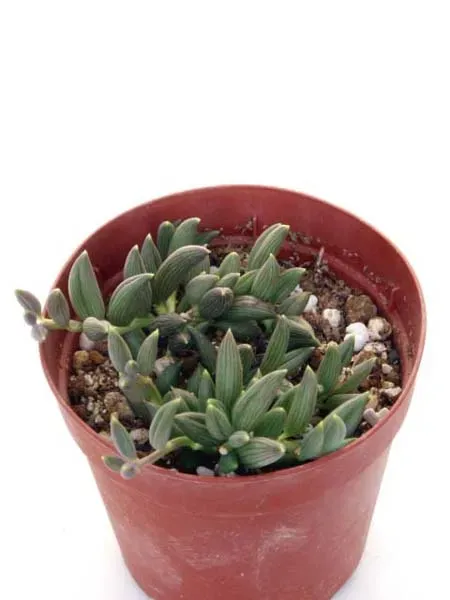【初心者向け】多肉植物 三日月ネックレスの育て方｜枯らさないコツと増やし方