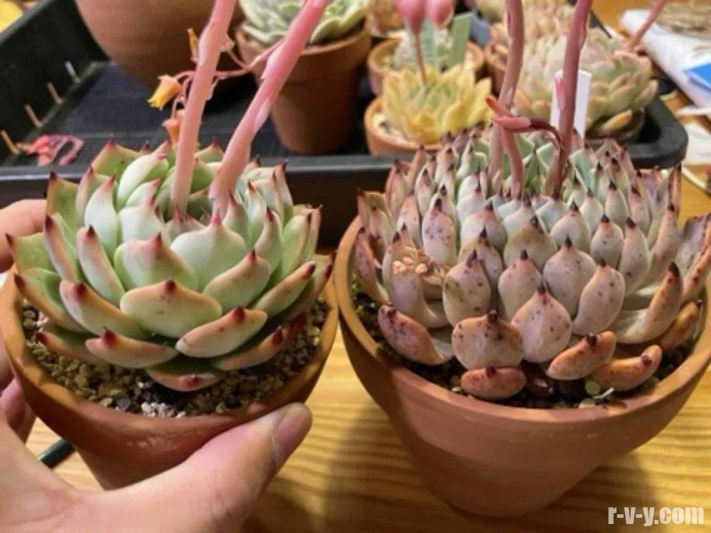 多肉植物 交配の仕方とは？始める前に知っておくこと