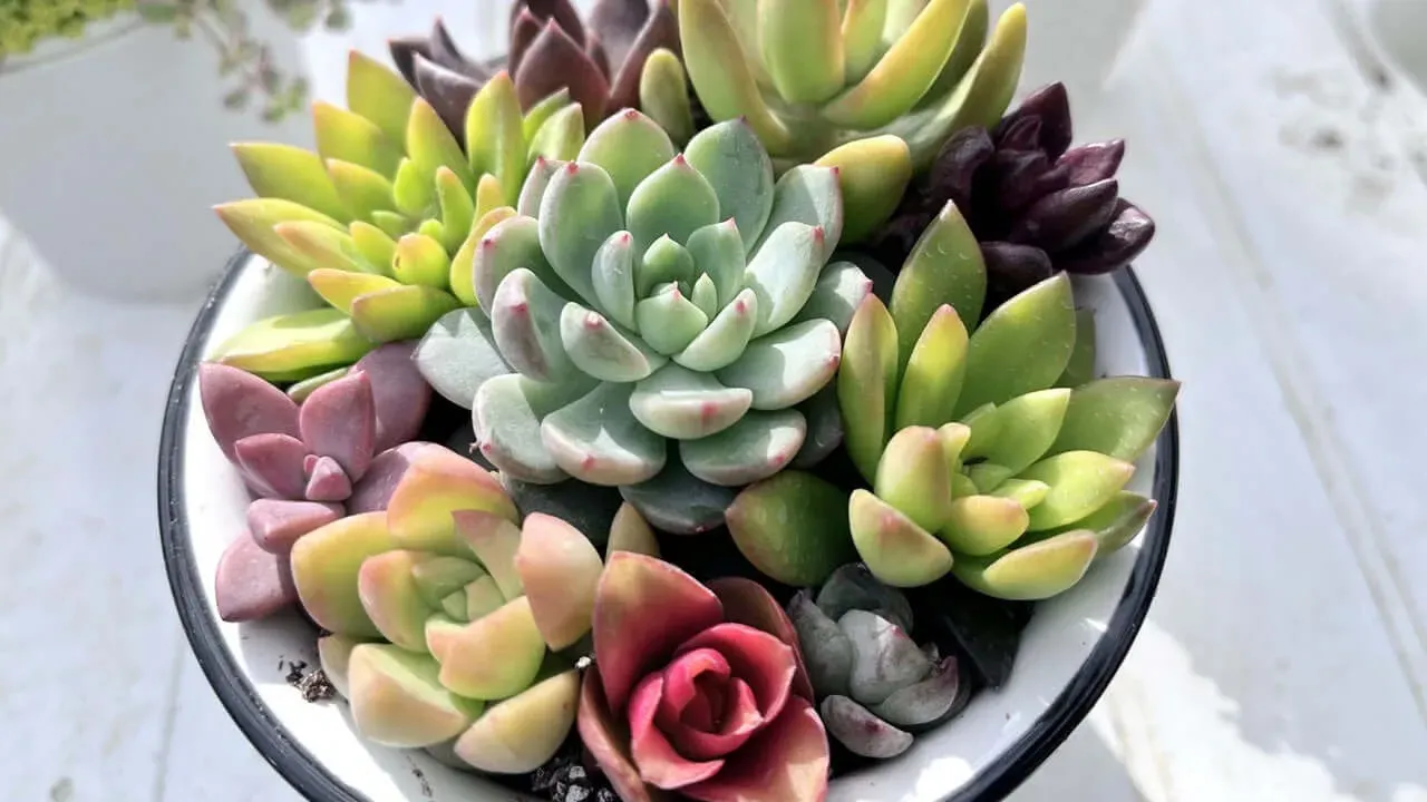多肉植物 人気の理由その１：驚くほど手がかからない？