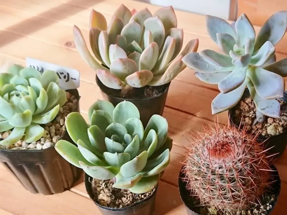 多肉植物 人気の種類：まず知っておきたい定番品種