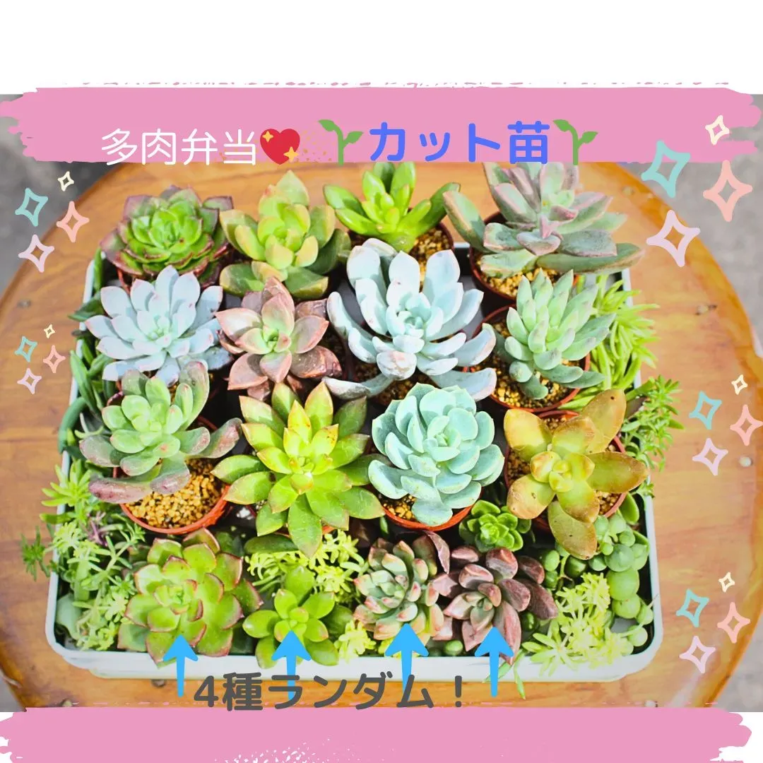 多肉植物 仕入れ先、どこを選ぶ？オンライン？それとも？