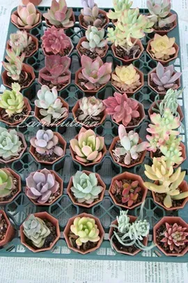 多肉植物 仕入れ後の管理と増やし方