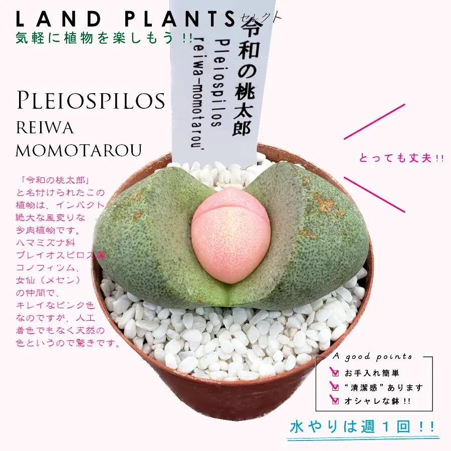 多肉植物 令和の桃太郎とは？魅力を深掘り