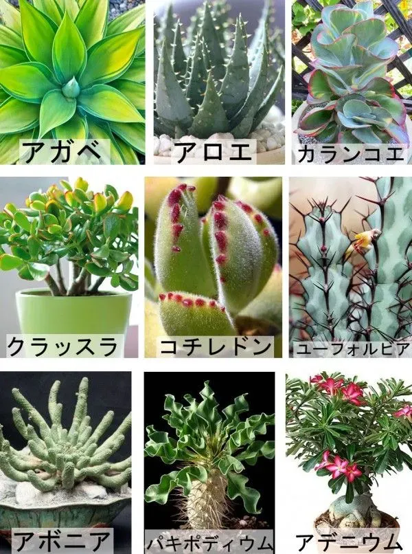 多肉植物 何種類あっても大丈夫！自分だけのお気に入りを見つける方法