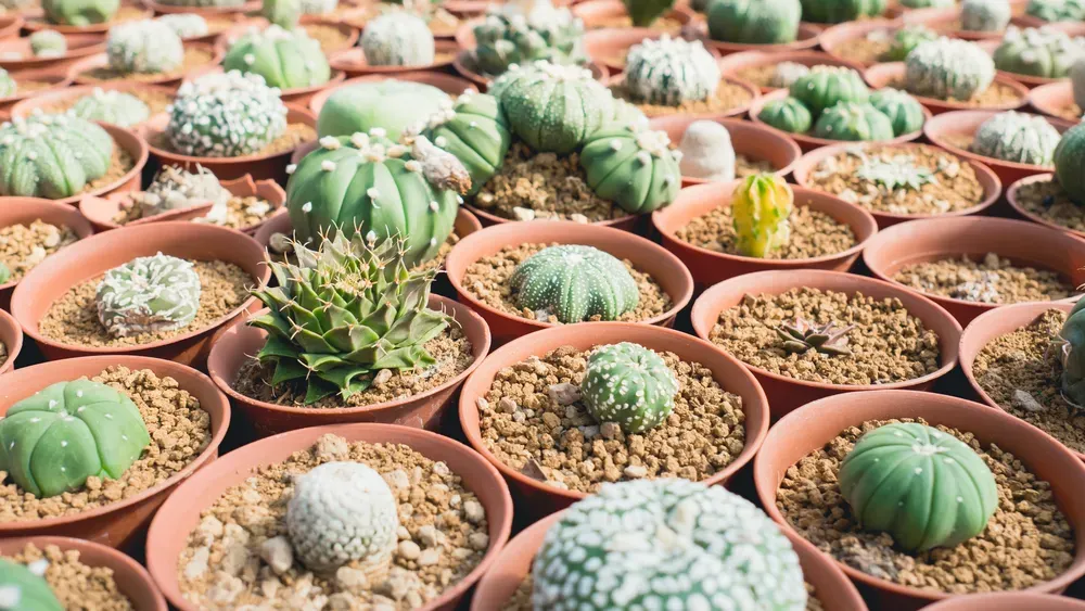 多肉植物は何種類あるの？驚異の品種を発見！育て方まで網羅した完全ガイド