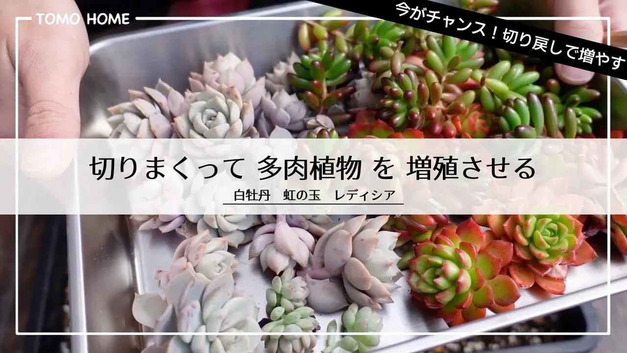 【完全ガイド】多肉植物 切り戻しで理想の姿へ！驚くほど簡単テクニック