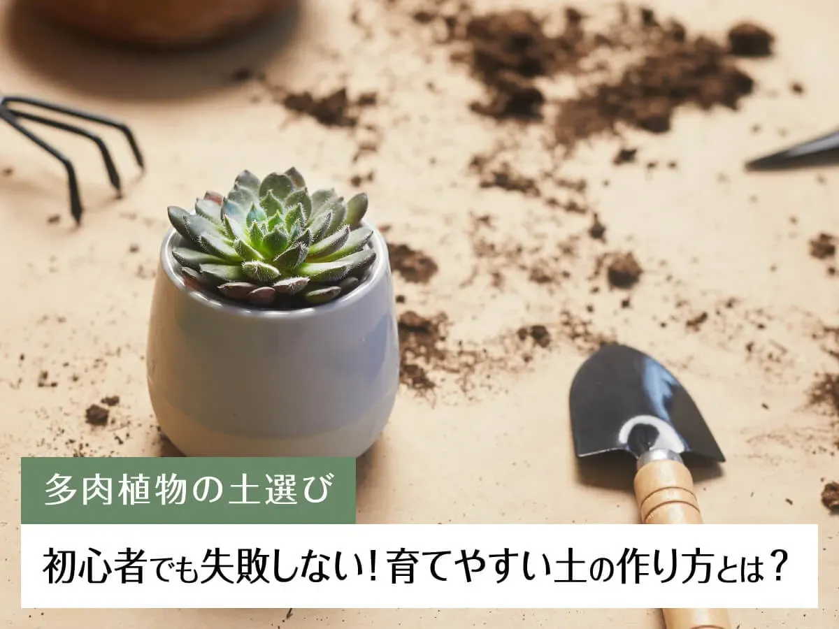 多肉植物 土 選び方 初心者が知っておくべきポイント