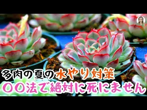 多肉植物 夏 水やり 初心者が直面する壁