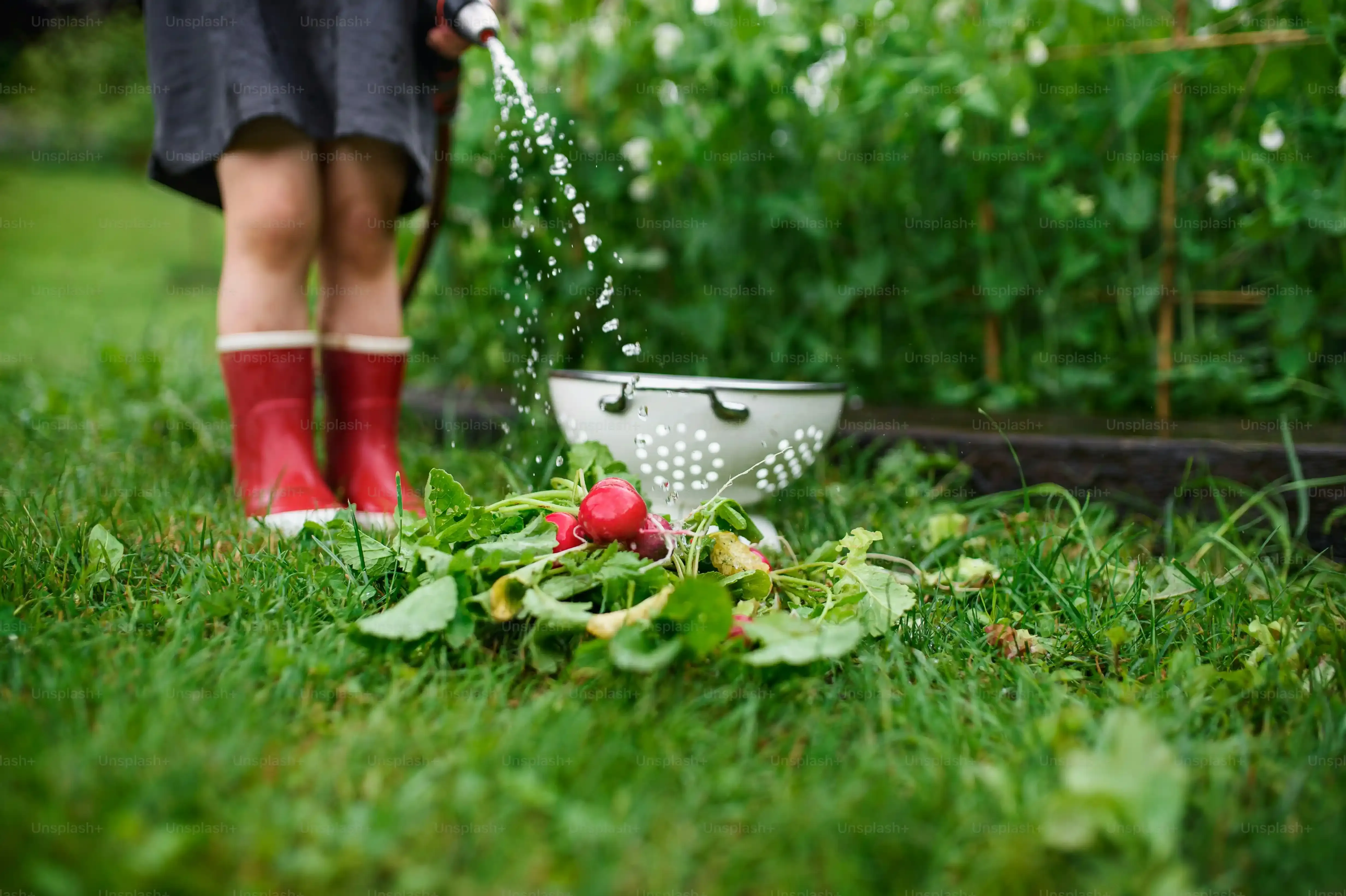 多肉植物 夏 水やり 初心者が知っておくべき注意点