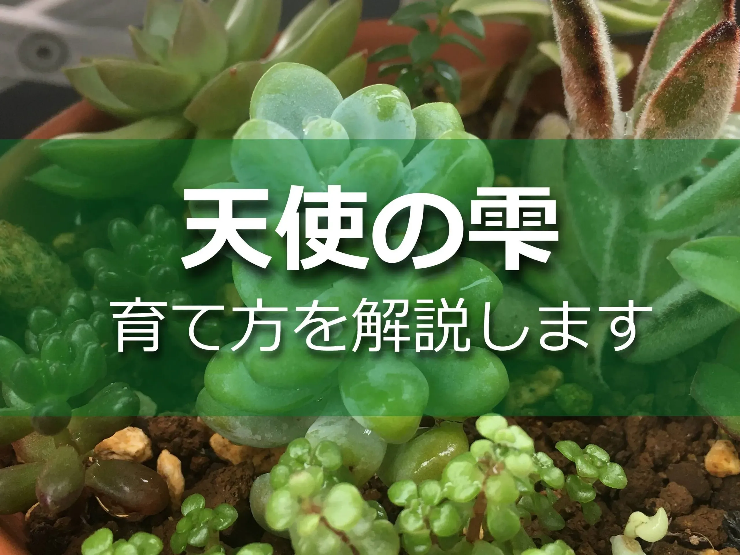 多肉植物 天使の雫とは？別名と魅力