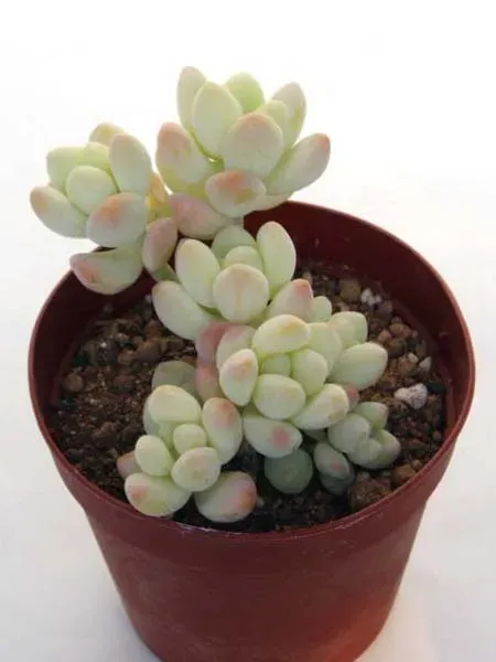 多肉植物 天使の雫の基本の育て方：水やりと置き場所のポイント