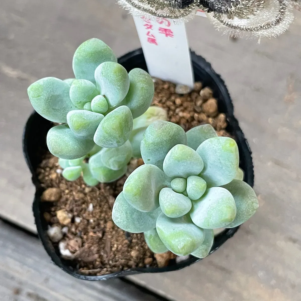 多肉植物 天使の雫をもっと楽しむ飾り方アイデア