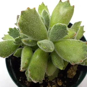 多肉植物 子猫の爪ってどんな植物？その特徴と魅力