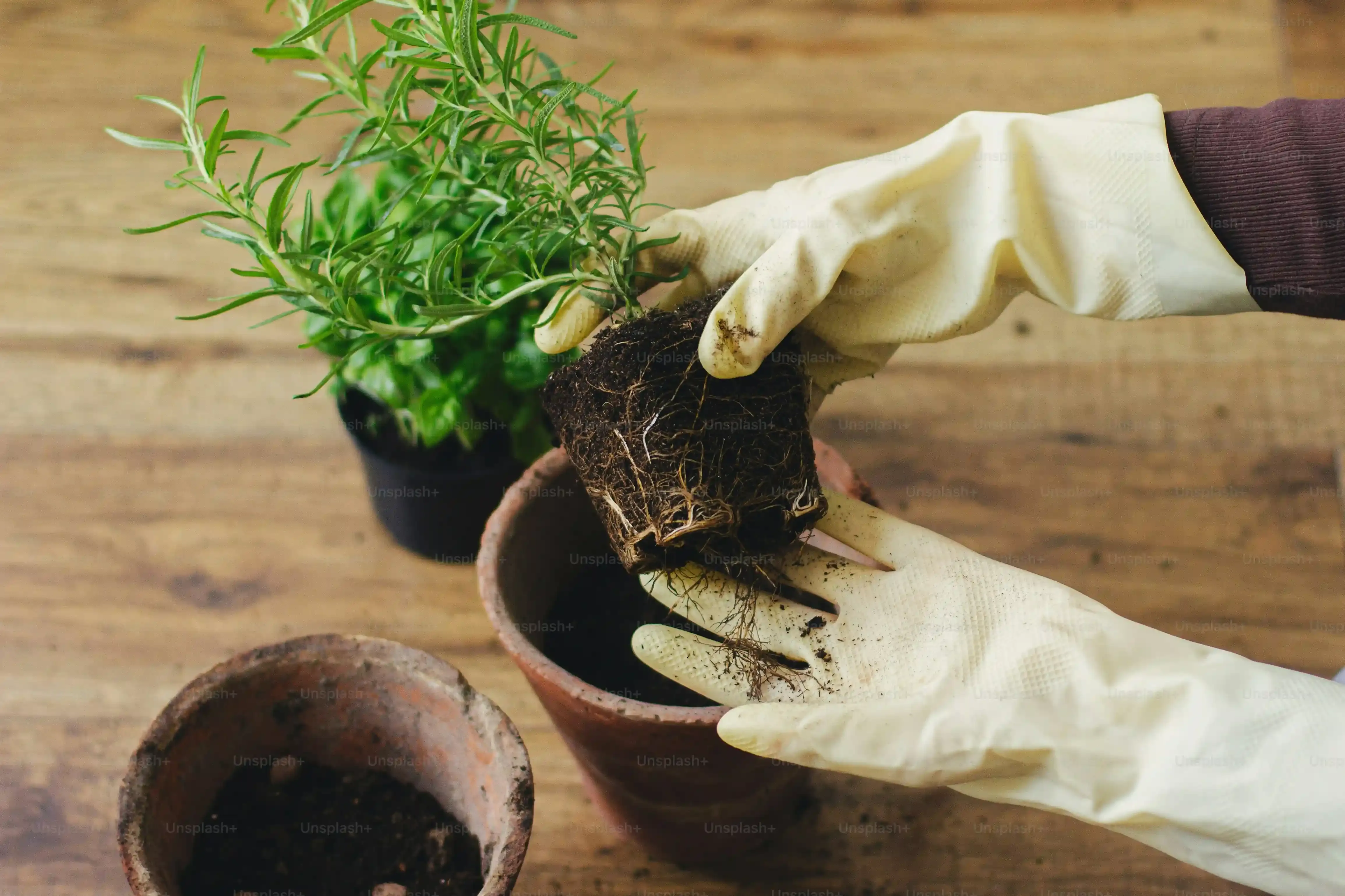 多肉植物 室内 育て方 簡単：光不足対策はこれだ！