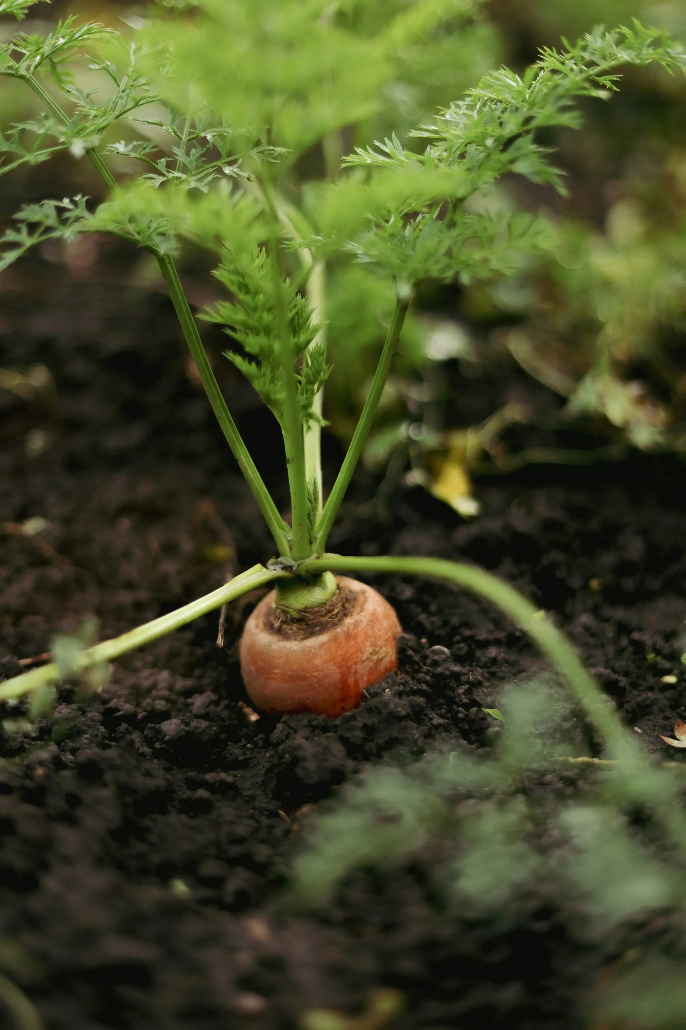 多肉植物 寄せ植え 初心者からよくある質問Q&A