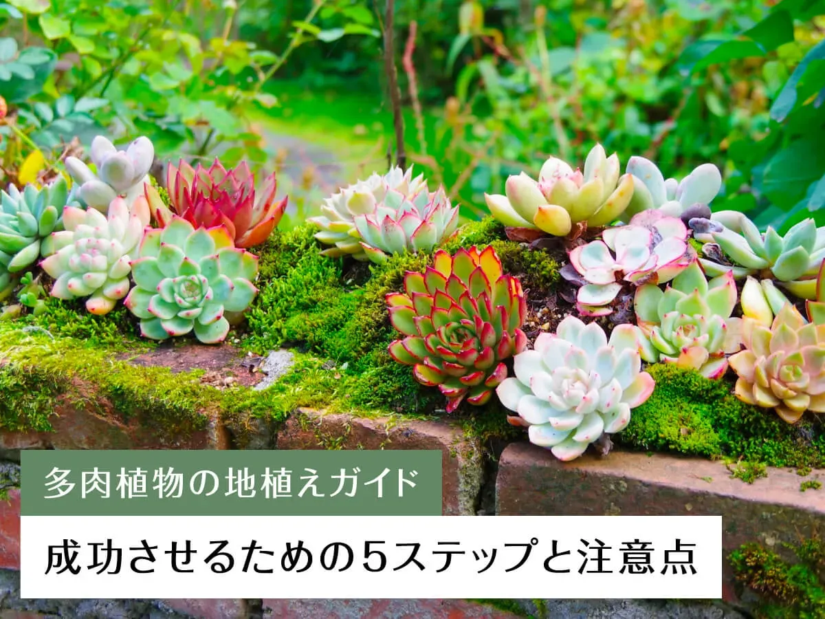 多肉植物 庭植えにおすすめの品種と魅力的なレイアウト