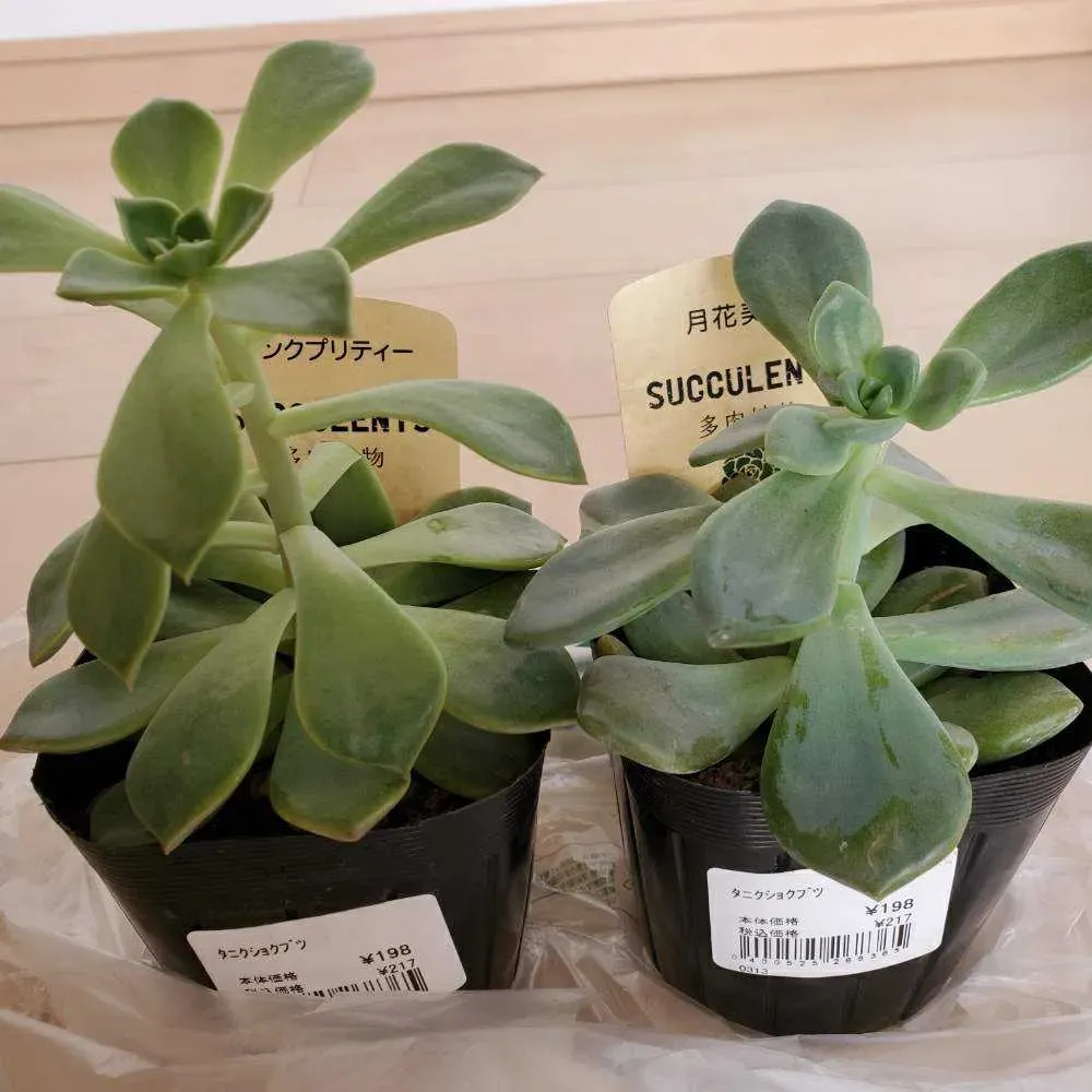 多肉植物 徒長 仕立て直しはなぜ有効なのか