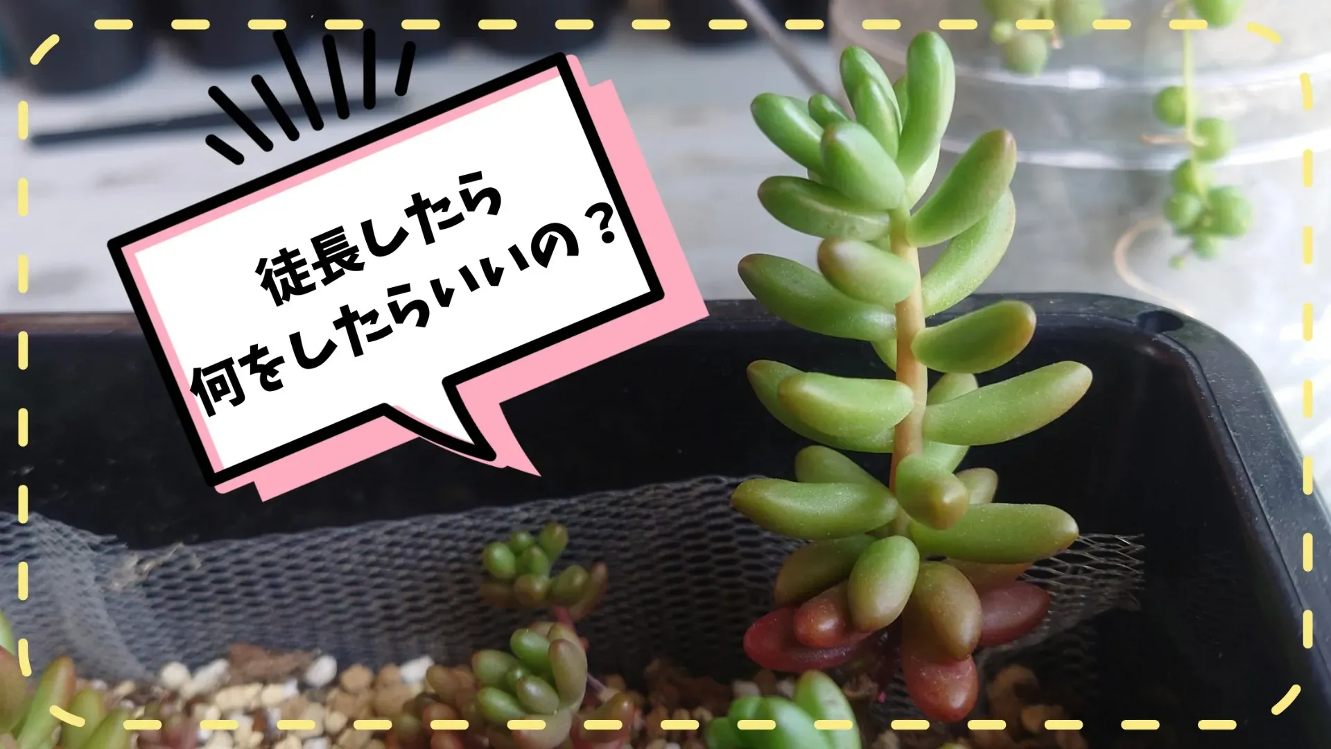 多肉植物 徒長したら必見！失敗しない絶対成功の復活術