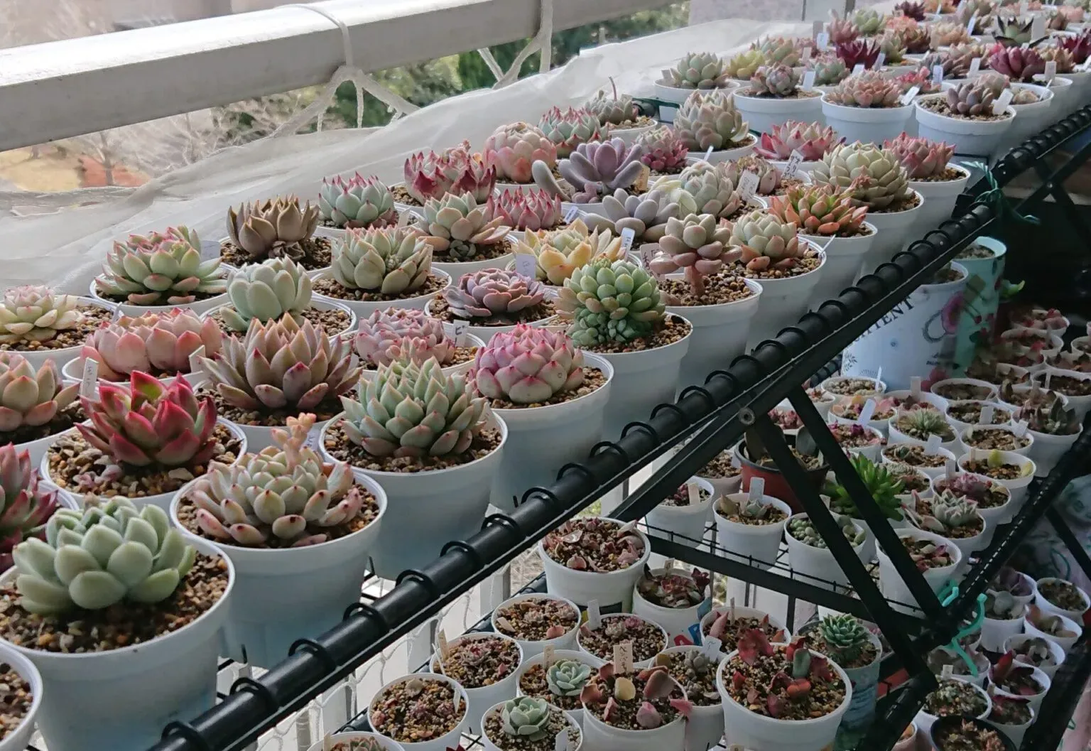 多肉植物 日当たりが重要！枯らさないための完璧な育て方