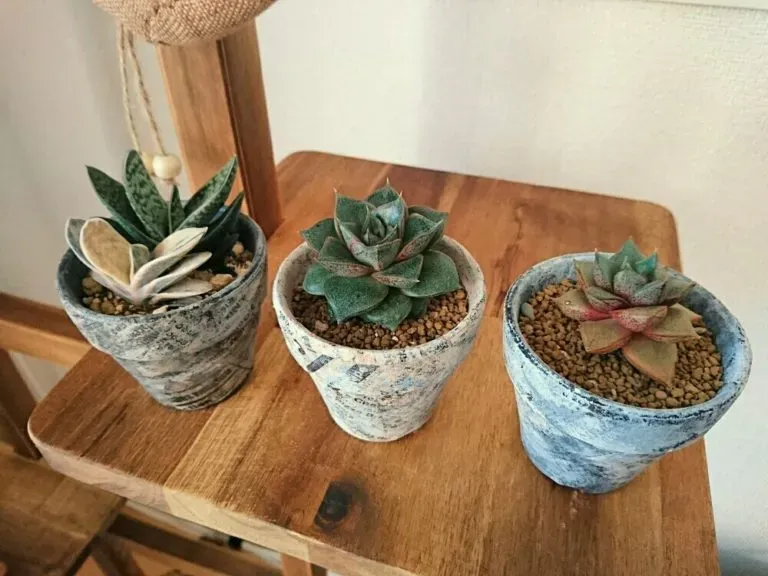 多肉植物 日陰でも育つ！おすすめの種類を知ろう